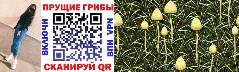 Галлюциногенные грибы MAGIC MUSHROOMS  как найти наркотики  Первомайск 